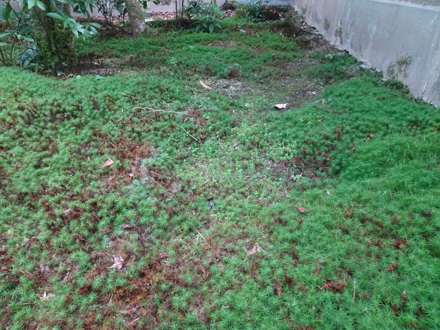 雑草　苔の間　掃除ビフォーアフター (2)