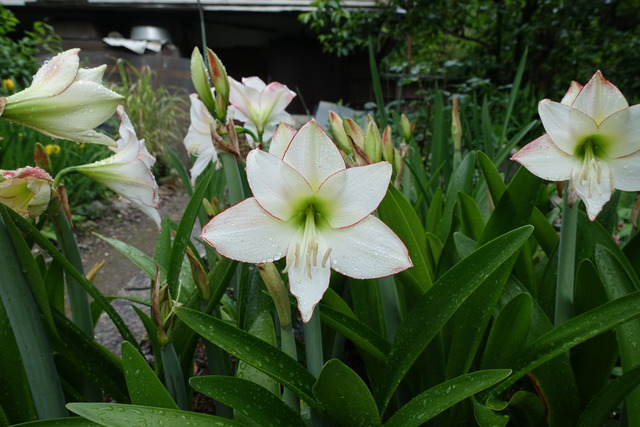 アマリリス　白花 (5)