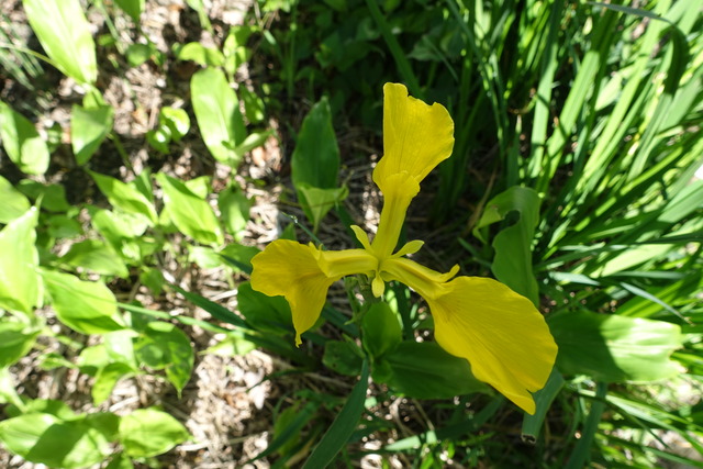 黄　菖蒲１　花 (6)