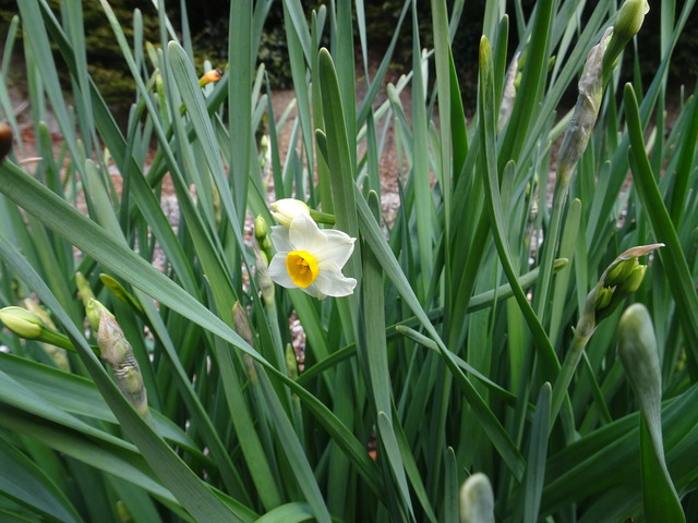 2501 水仙　花咲き始め　自然苑 (2)