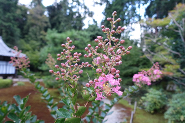 百日紅　紅　花・蕾2408 (6)