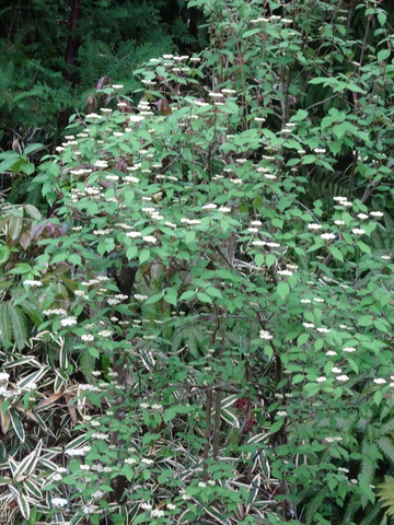 コバノガマズミ　白花 (3)