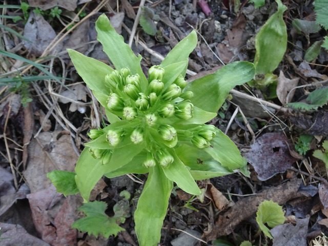 蕗の薹　花　裏庭１ (4)