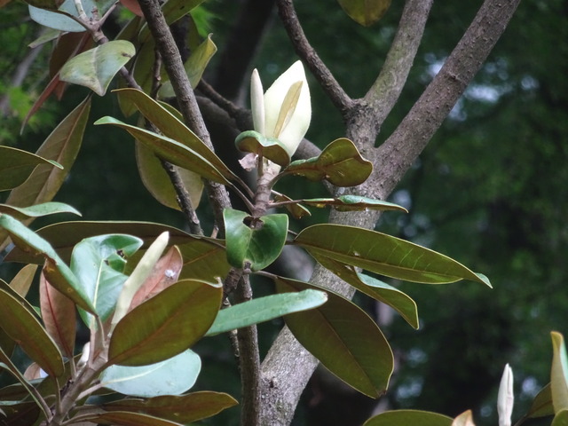 タイサンボク　花・蕾　白 (2)