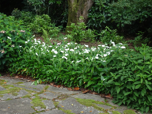 半夏生　花　2606 (1)