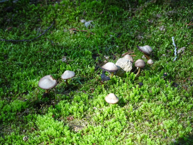 キノコ　苔の上　池排水橋横 (4)