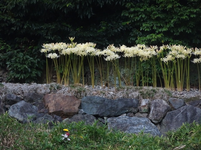 彼岸花　白　満開　自然苑　241007 (8)