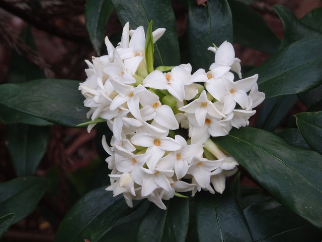 沈丁花　白　満開 (1)