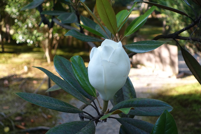 タイサンボク　花　膨らみ・咲始め (3)