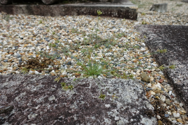 ハリセンボン　ハリイ (3)