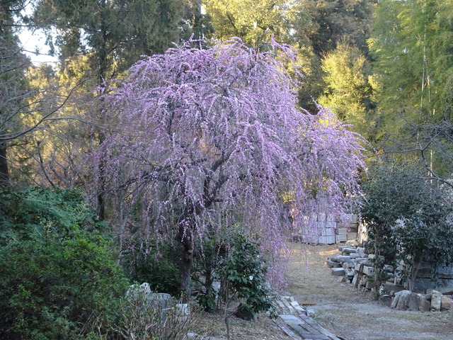 垂れ梅　紅満開日本庭園 (1)