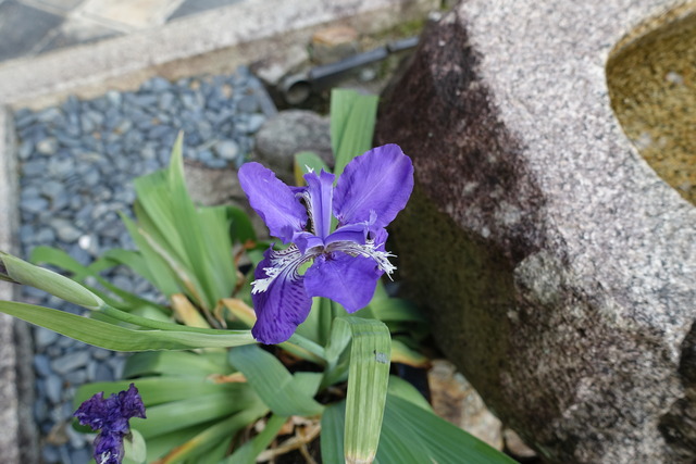 イチハツ　花　アップ (1)