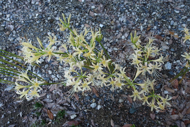 彼岸花　白　花満開 (11)