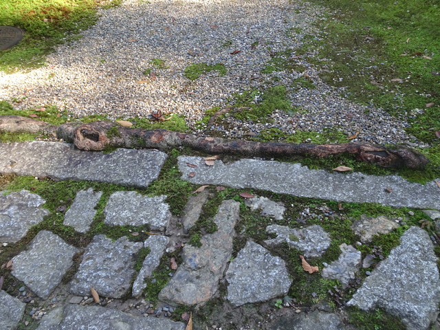 タイサンボクの根 (2)