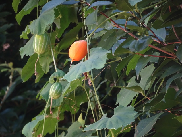 烏瓜　実熟　未熟2408 (1)