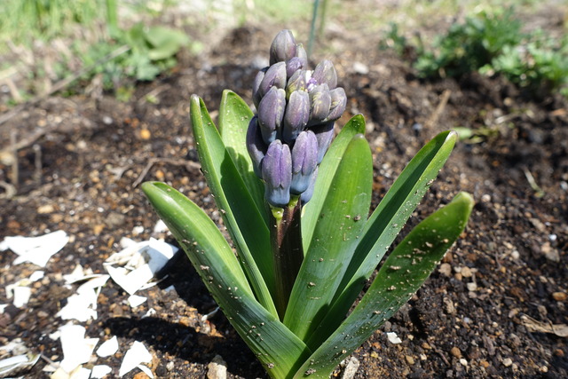 ヒヤシンス　裏庭　漆小屋節子 (1)