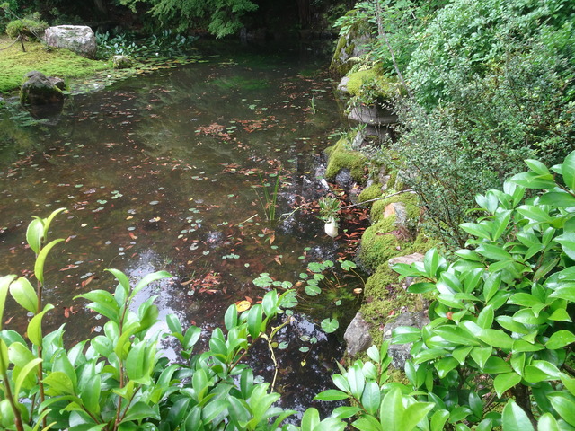 モリアオガエル　最後のタナゴ　池 (3)