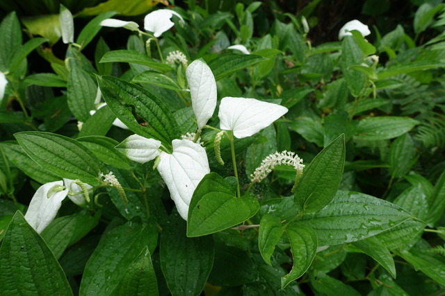 半夏生　葉白　花 (6)