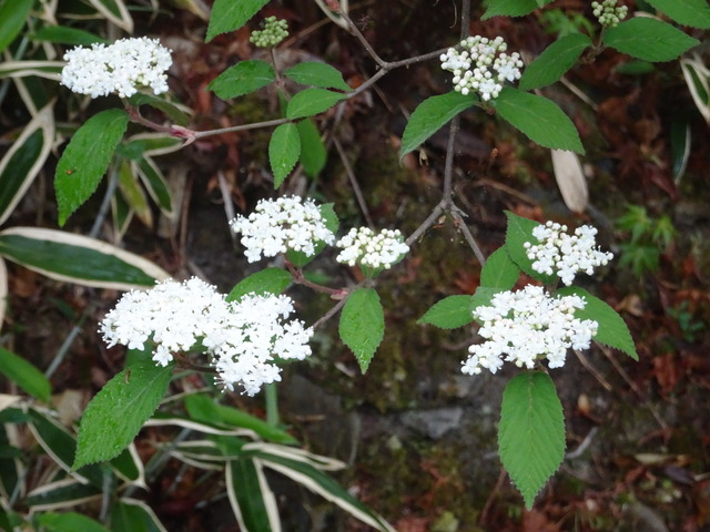 コバノガマズミ　白花 (2)