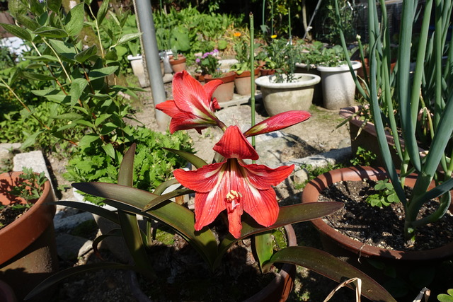 アマリリス　花　裏庭