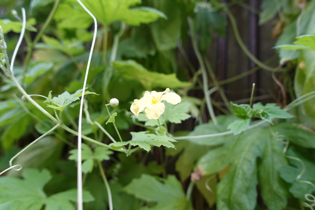 黄色い花　実生　メロン　裏庭 (2)