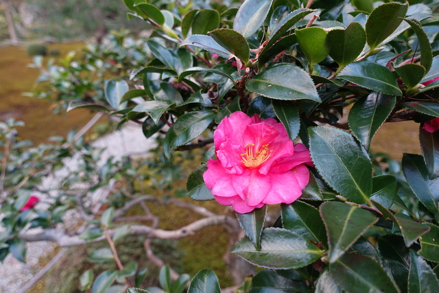 山茶花　赤　花アップ (2)