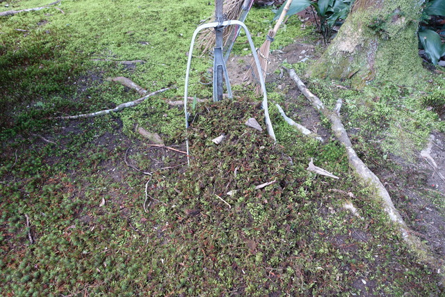 ハイゴケ　除去（掃除） (7)