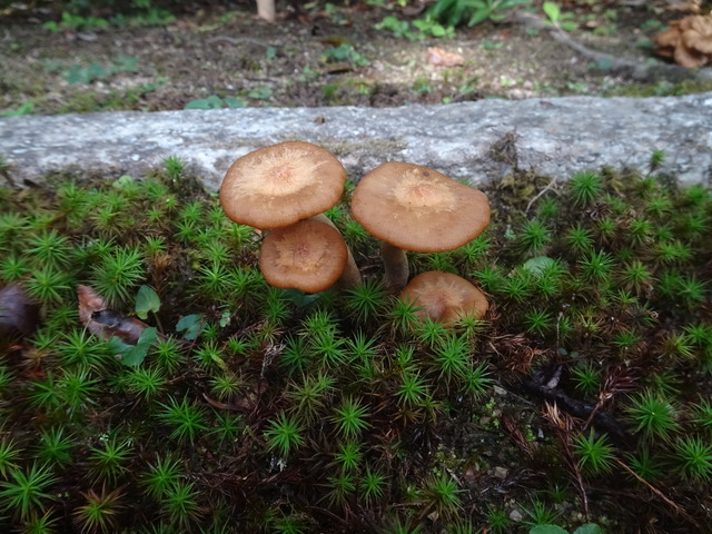 キノコ　色々2410 (2)