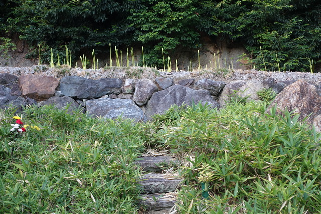 彼岸花　自然苑　植え　花芽2410 (4)
