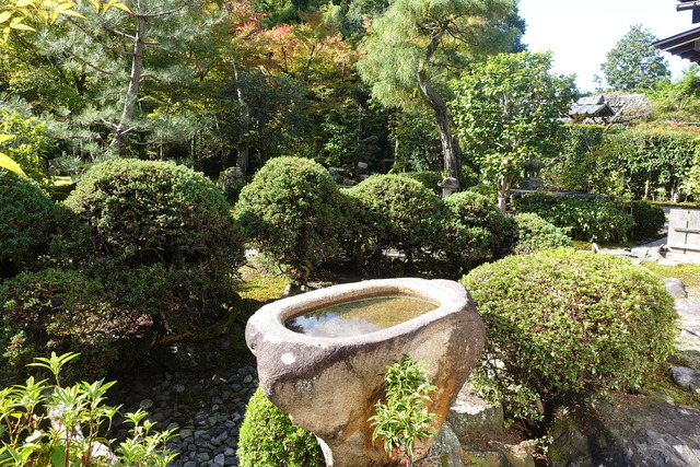 庭　手水鉢　ハイビャクシン (1)