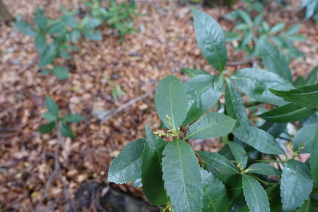 白千両　鳥の食べた後 (1)