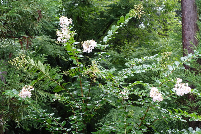 百日紅　白　満開