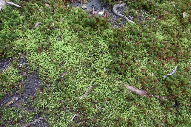 ハイゴケ　除去（掃除） (3)