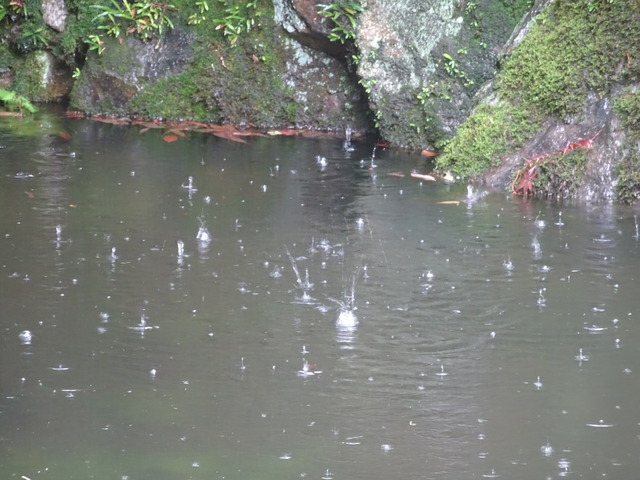 池　水面の水滴　跳ね返り (2)