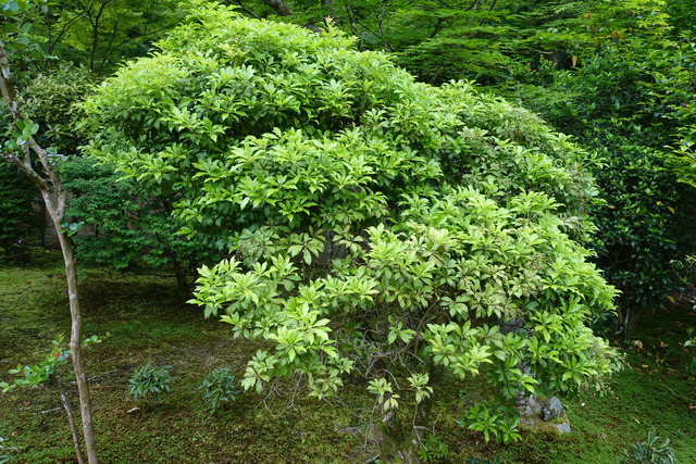 アセビ　馬酔木　実　初夏 (4)