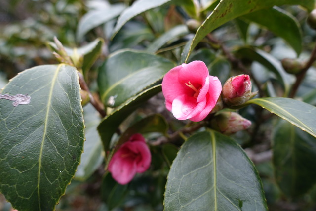 椿　侘助庭　花一輪 (2)