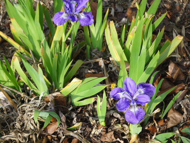イチハツ　花　日本庭園 (1)