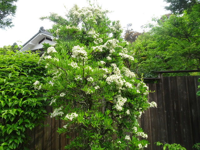 ピラカンサ　花　白 (2)