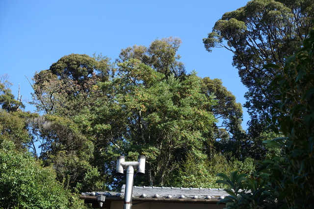 居宅裏山の大木の実 (2)