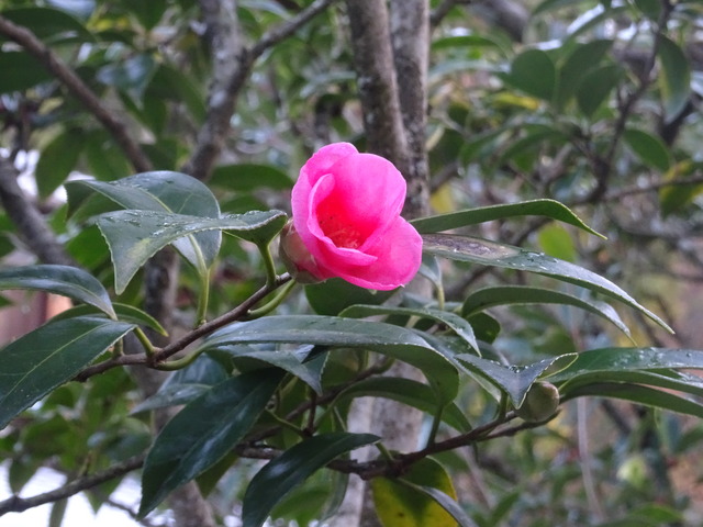 椿　花　小門　姫椿　ピンク (3)