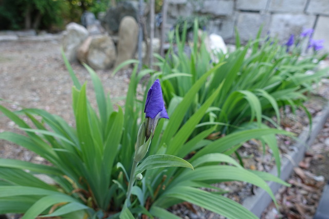 イチハツ　紫　亀北 (11)