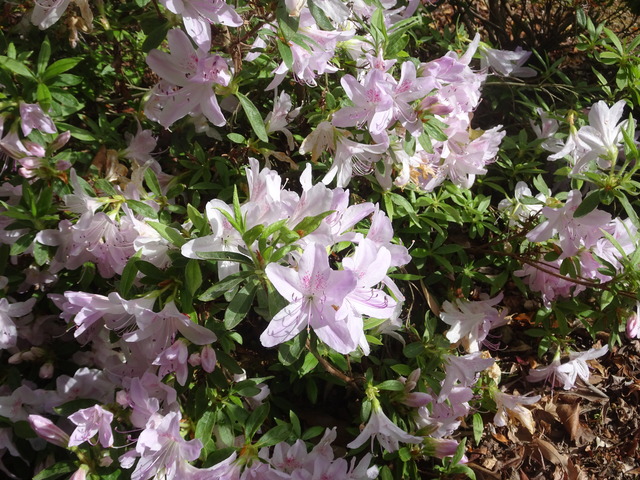 ツツジ　白　日本庭園 (2)