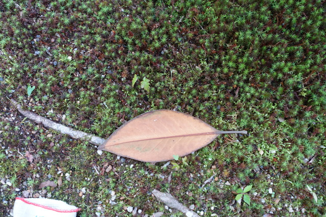 タイサンボク　落ち葉 (9)