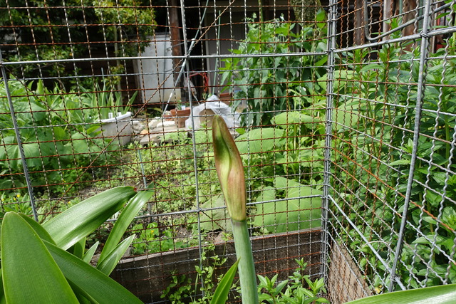 アマリリス　蕾 (1)