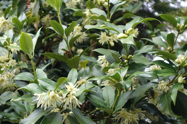 シキビ　花　龍吟横　 (5)