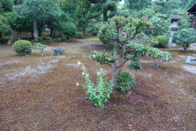 桔梗花　しろ　離れ前 (2)