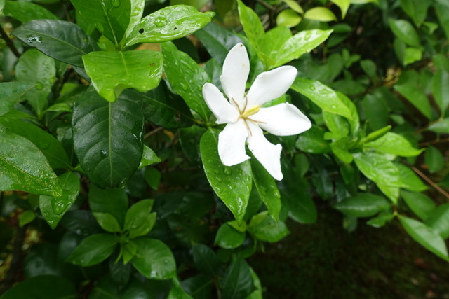 クチナシ　花 (6)