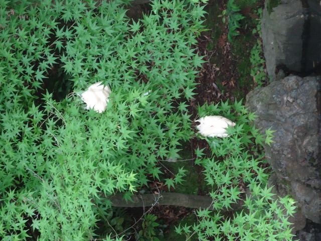 モリアオガエル　卵 (1)