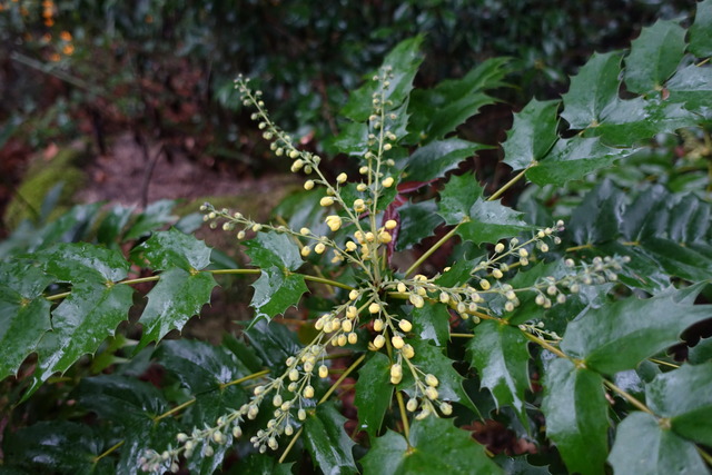 ヒイラギ南天　開花始め　黒門 (4)