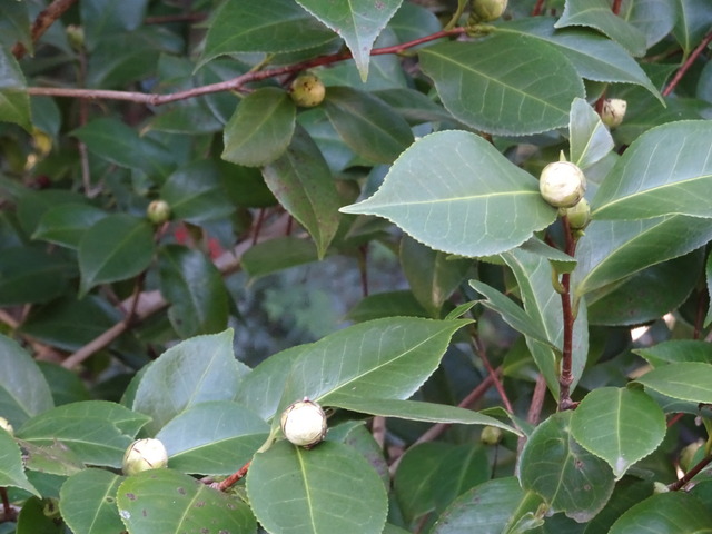 椿　蕾　少しほころび　黒門 (1)